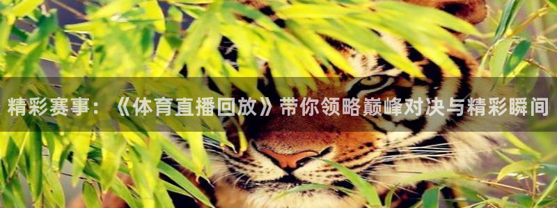 新球体育网球比分